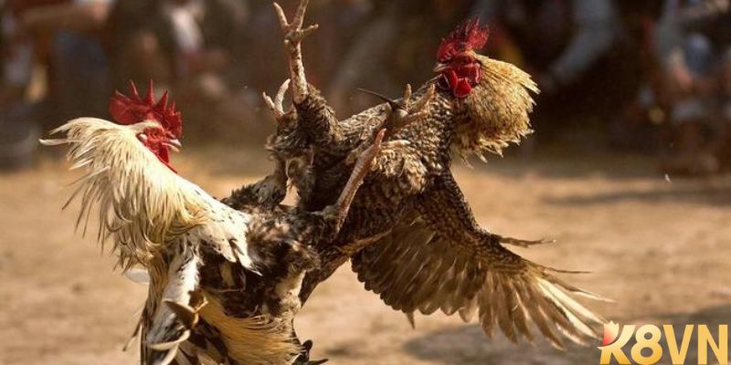 Đặc điểm nổi bật của sảnh cược đá gà trực tuyến tại k8