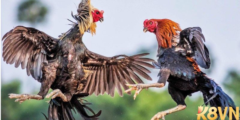 Lưu ý khi đặt cược đá gà trực tuyến tại nhà cái k8
